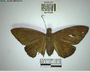  ( - YB-BCI192556)  @11 [ ] No Rights Reserved  Unspecified Unspecified