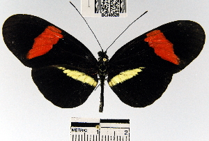  (Heliconius erato petiverana - YB-BCI49528)  @13 [ ] No Rights Reserved  Unspecified Unspecified