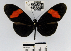  (Heliconius erato hydara - YB-BCI63533)  @13 [ ] No Rights Reserved  Unspecified Unspecified