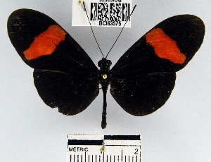  (Heliconius erato hydara - YB-BCI63575)  @13 [ ] No Rights Reserved  Unspecified Unspecified