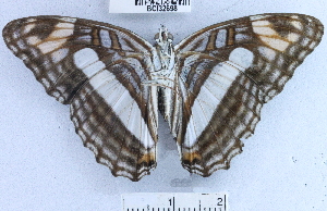  (Adelpha barnesia - YB-BCI32698)  @14 [ ] No Rights Reserved (2011) Unspecified Unspecified