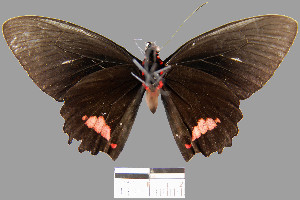  (Parides sesostris tarquinius - YB-BCI10590)  @14 [ ] No Rights Reserved  Unspecified Unspecified