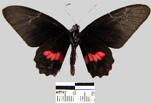  (Parides eurimedes mycale - YB-BCI7751)  @14 [ ] No Rights Reserved  Unspecified Unspecified
