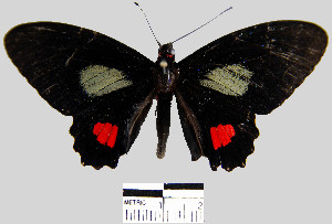  (Parides erithalion sadyattes - YB-BCI6244)  @14 [ ] No Rights Reserved  Unspecified Unspecified