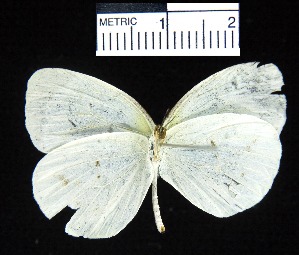  (Eurema albula marginella - YB-BCI4981)  @13 [ ] No Rights Reserved  Unspecified Unspecified