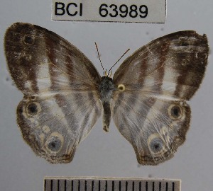  (Euptychia mollis - YB-BCI63989)  @14 [ ] No Rights Reserved  Unspecified Unspecified