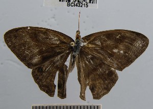  ( - YB-BCI43215)  @12 [ ] No Rights Reserved  Unspecified Unspecified