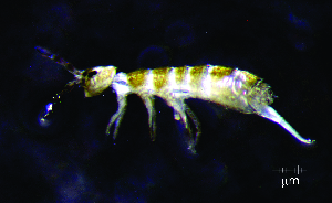  ( - JPV-110_Dec_ARM1_300_Orchsp1_2)  @11 [ ] No Rights Reserved  Unspecified Unspecified