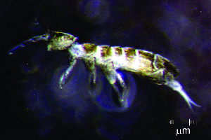  ( - JPV-110_Dec_ARM1_300_Orchsp1_3)  @11 [ ] No Rights Reserved  Unspecified Unspecified