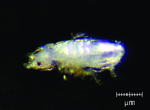  (Lepidocyrtus sp. 1JPV - JPV-112_MaR_WHE1_150_Lepsp1_4)  @11 [ ] No Rights Reserved  Unspecified Unspecified