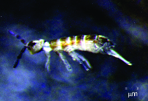 ( - JPV-124_Dec_ARM1_250_Orchsp1_4)  @11 [ ] No Rights Reserved  Unspecified Unspecified
