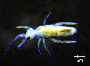  ( - JPV-151_Mar_ARM1_200_Entosp1_1)  @11 [ ] No Rights Reserved  Unspecified Unspecified