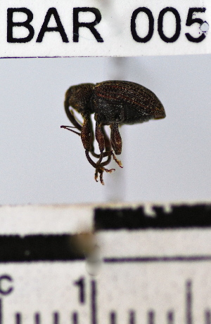  (Conotrachelus sp. 32HB - YB-BAR005)  @11 [ ] No Rights Reserved  Unspecified Unspecified