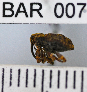  (Conotrachelus fulvescens - YB-BAR 007)  @11 [ ] No Rights Reserved  Unspecified Unspecified