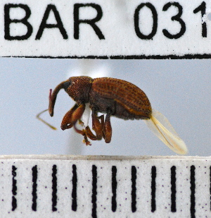  (Conotrachelus sp88HB - YB-BAR 031)  @11 [ ] No Rights Reserved  Unspecified Unspecified