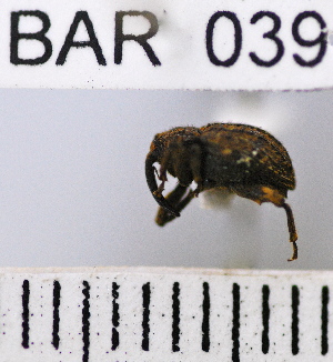  (Conotrachelus sp117HB - YB-BAR 039)  @11 [ ] No Rights Reserved  Unspecified Unspecified