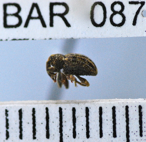  (Conotrachelus subulatus - YB-BAR 087)  @11 [ ] No Rights Reserved  Unspecified Unspecified