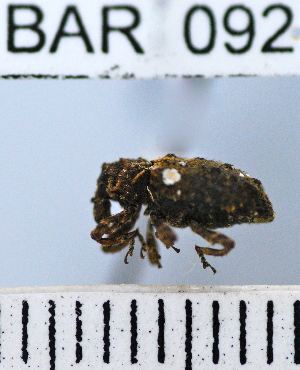  (Conotrachelus elongatus - YB-BAR 092)  @11 [ ] No Rights Reserved  Unspecified Unspecified