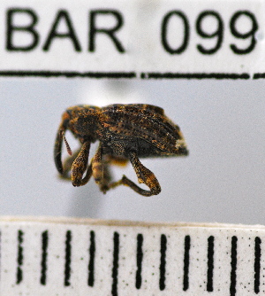  (Conotrachelus extrusus - YB-BAR 099)  @11 [ ] No Rights Reserved  Unspecified Unspecified