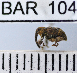  (Conotrachelus sp90HB - YB-BAR 104)  @11 [ ] No Rights Reserved  Unspecified Unspecified