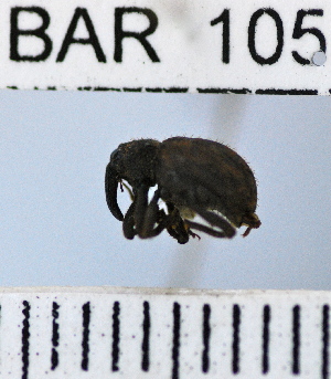  (Conotrachelus sp87HB - YB-BAR 105)  @11 [ ] No Rights Reserved  Unspecified Unspecified