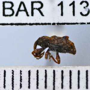  (Conotrachelus brevirostris - YB-BAR 113)  @11 [ ] No Rights Reserved  Unspecified Unspecified