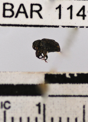  (Conotrachelus sp. 17HB - YB-BAR114)  @11 [ ] No Rights Reserved  Unspecified Unspecified