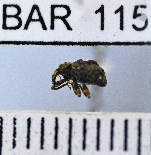  (Conotrachelus sextuberculatus - YB-BAR 115)  @11 [ ] No Rights Reserved  Unspecified Unspecified