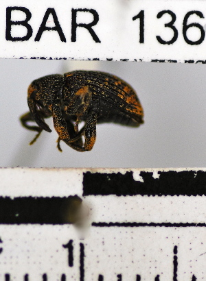  (Conotrachelus sp. 46HB - YB-BAR136)  @11 [ ] No Rights Reserved  Unspecified Unspecified