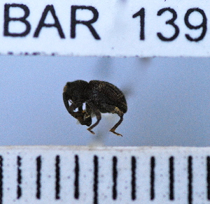  (Conotrachelus sp85HB - YB-BAR 139)  @11 [ ] No Rights Reserved  Unspecified Unspecified