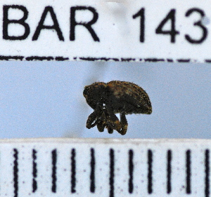  (Conotrachelus sp80HB - YB-BAR 143)  @11 [ ] No Rights Reserved  Unspecified Unspecified