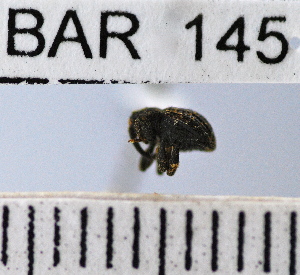  (Conotrachelus sp84HB - YB-BAR 145)  @11 [ ] No Rights Reserved  Unspecified Unspecified