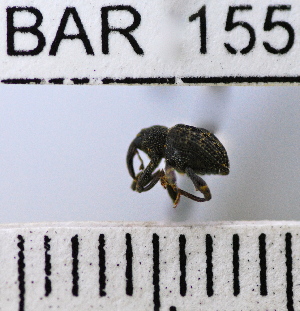  (Conotrachelus nevorivagus - YB-BAR 155)  @11 [ ] No Rights Reserved  Unspecified Unspecified