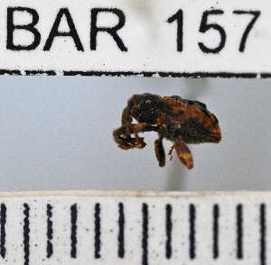  (Conotrachelus dilatirostris - YB-BAR 157)  @11 [ ] No Rights Reserved  Unspecified Unspecified