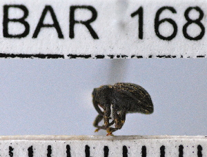  (Conotrachelus sp76HB - YB-BAR 168)  @11 [ ] No Rights Reserved  Unspecified Unspecified