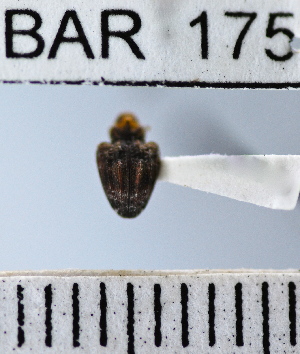  (Conotrachelus sp105HB - YB-BAR 175)  @11 [ ] No Rights Reserved  Unspecified Unspecified