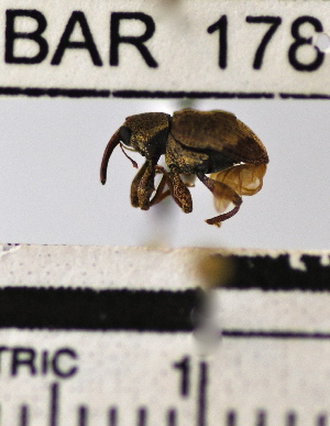  (Conotrachelus sp. 9HB - YB-BAR178)  @11 [ ] No Rights Reserved  Unspecified Unspecified