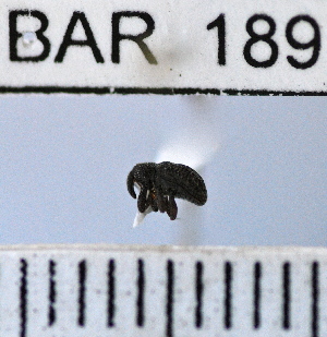  (Conotrachelus sp86HB - YB-BAR 189)  @11 [ ] No Rights Reserved  Unspecified Unspecified