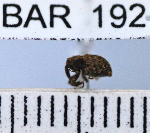  (Conotrachelus sp83HB - YB-BAR 192)  @11 [ ] No Rights Reserved  Unspecified Unspecified