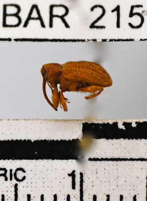  (Conotrachelus sp. 25HB - YB-BAR215)  @11 [ ] No Rights Reserved  Unspecified Unspecified