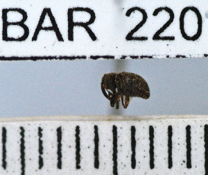  (Conotrachelus sp78HB - YB-BAR 220)  @11 [ ] No Rights Reserved  Unspecified Unspecified