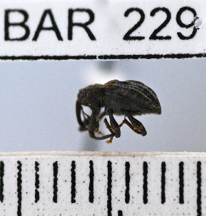  (Conotrachelus germanus - YB-BAR 229)  @11 [ ] No Rights Reserved  Unspecified Unspecified