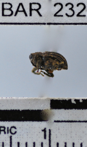  (Conotrachelus sp. 68HB - YB-BAR232)  @11 [ ] No Rights Reserved  Unspecified Unspecified