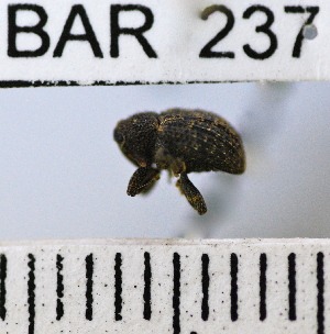  (Conotrachelus sp114HB - YB-BAR 237)  @11 [ ] No Rights Reserved  Unspecified Unspecified