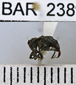  (Conotrachelus quadrituberculatus - YB-BAR 238)  @11 [ ] No Rights Reserved  Unspecified Unspecified