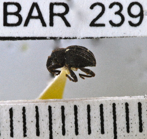  (Conotrachelus albopictus - YB-BAR 239)  @11 [ ] No Rights Reserved  Unspecified Unspecified