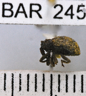  (Conotrachelus setosus - YB-BAR 245)  @11 [ ] No Rights Reserved  Unspecified Unspecified