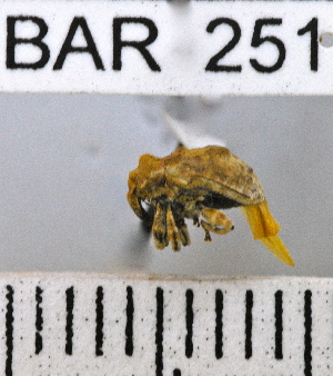  (Conotrachelus nr. albidus sp. 101 - YB-BAR 251)  @11 [ ] No Rights Reserved  Unspecified Unspecified