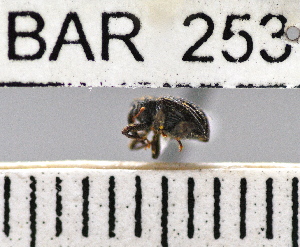  (Conotrachelus sp79HB - YB-BAR 253)  @11 [ ] No Rights Reserved  Unspecified Unspecified