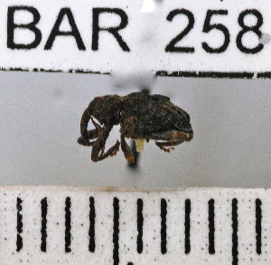  (Conotrachelus sp137HB - YB-BAR 258)  @11 [ ] No Rights Reserved  Unspecified Unspecified